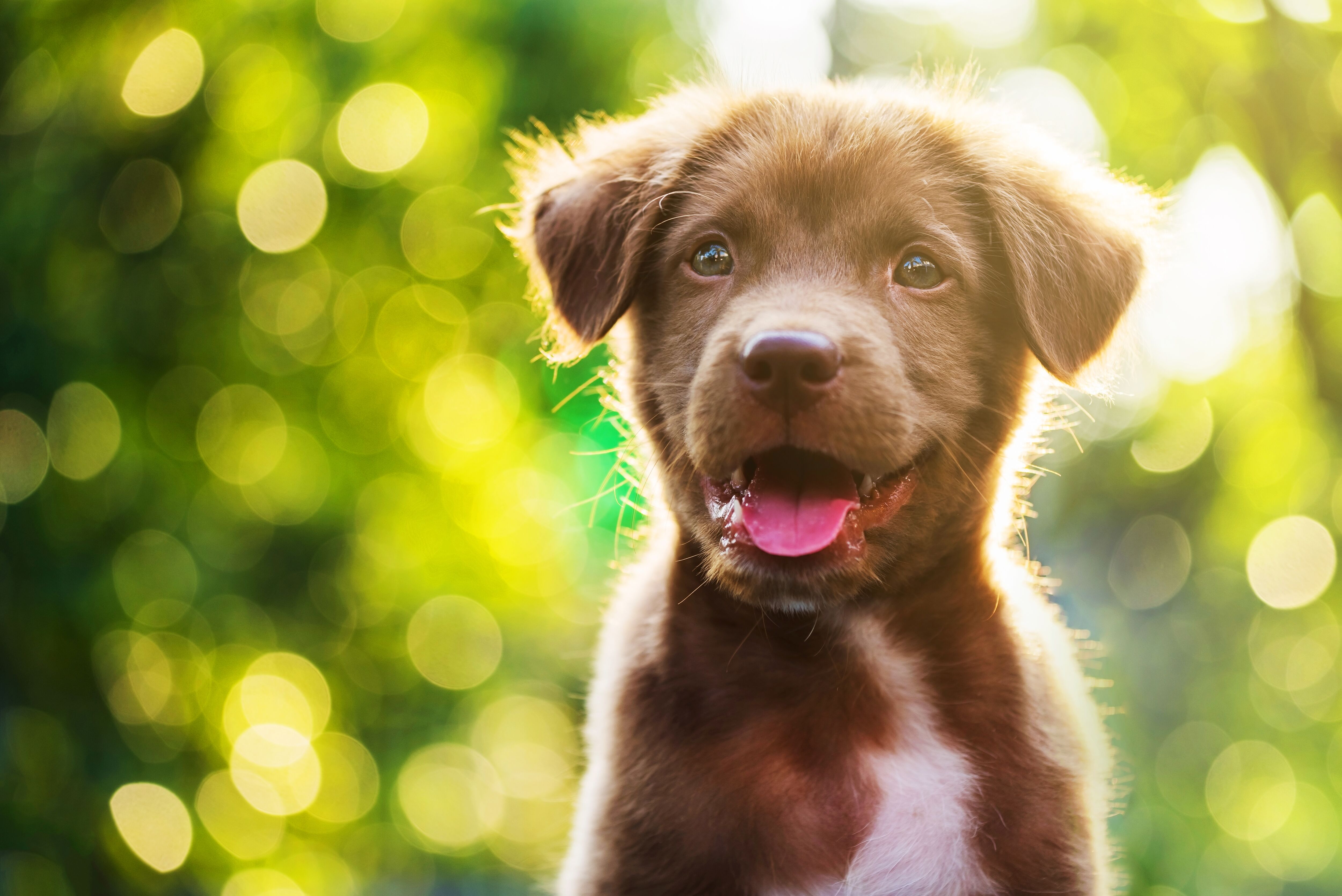 Portrait of brown cute, happy labrador retriever puppy